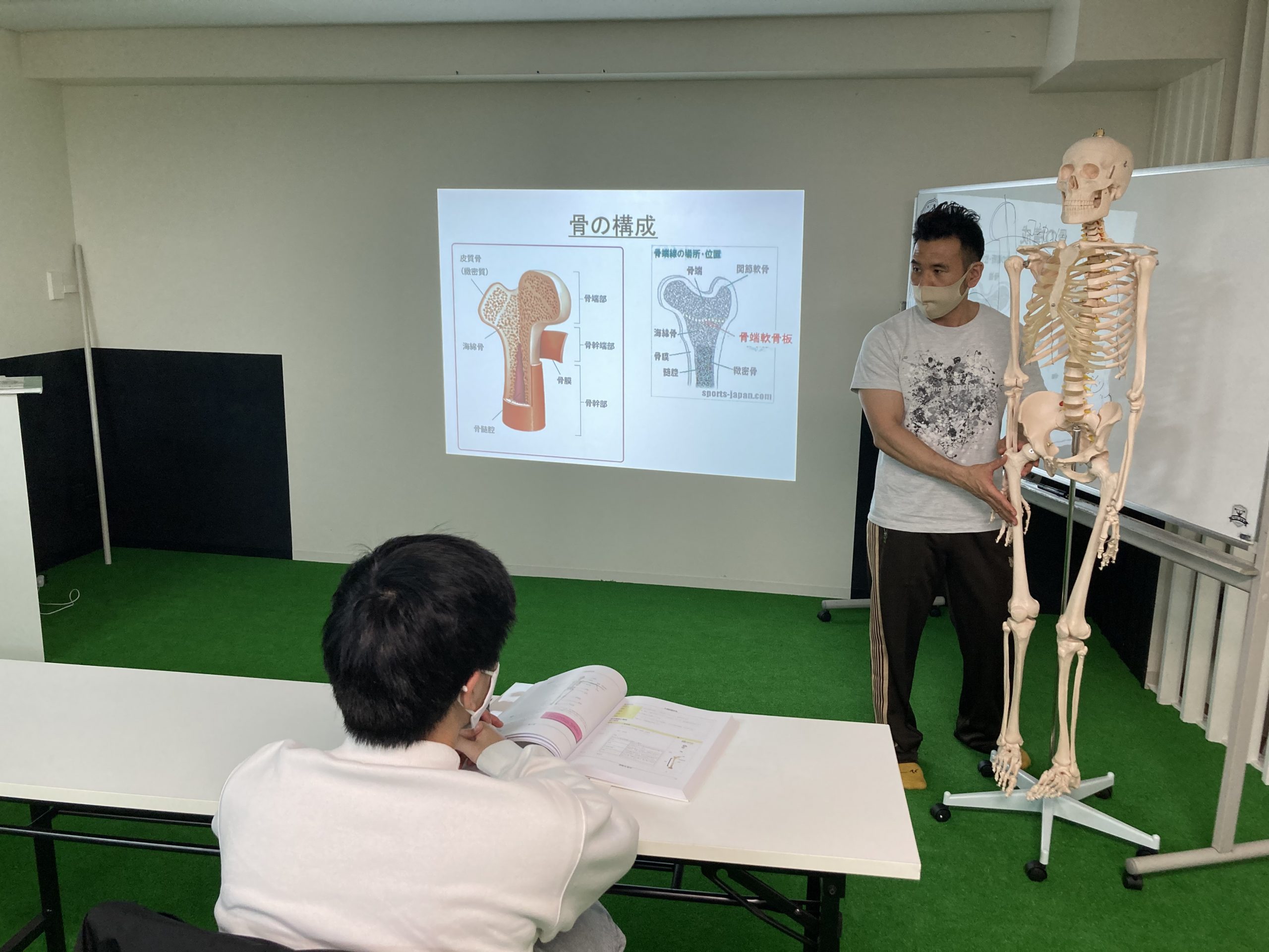 人体模型と骨の形成